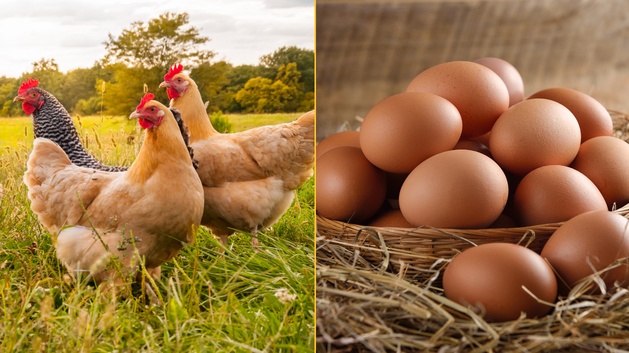 Scientists say they finally know what came first the chicken or the egg