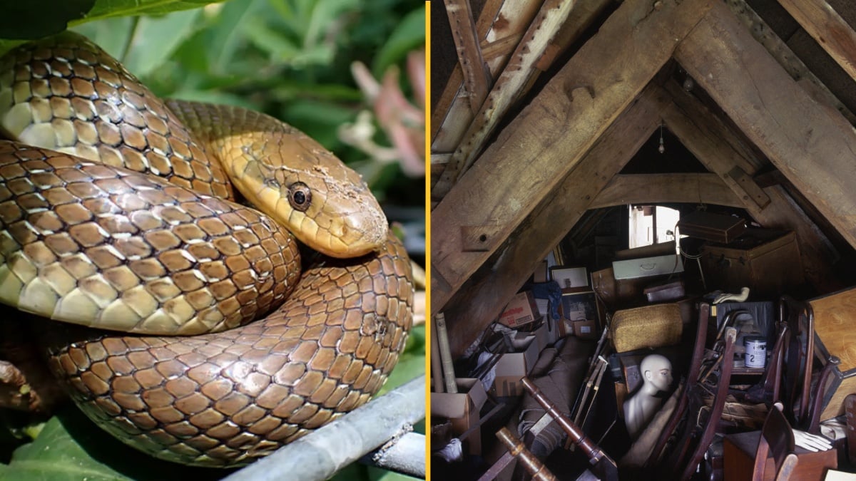 Invasive two-metre-long snakes are surviving in attics and walls of ...