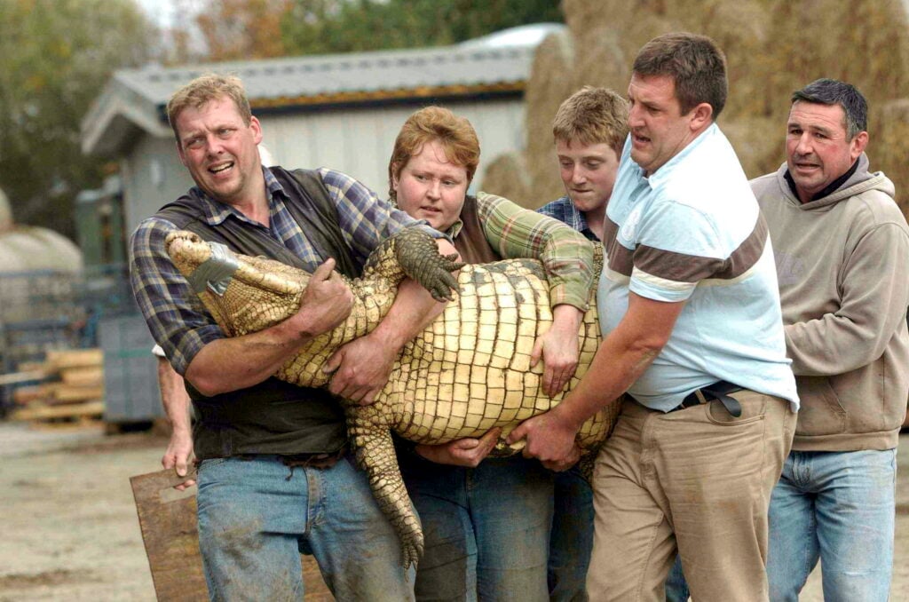 Mother father and son jumped into crocodile pit to save boy