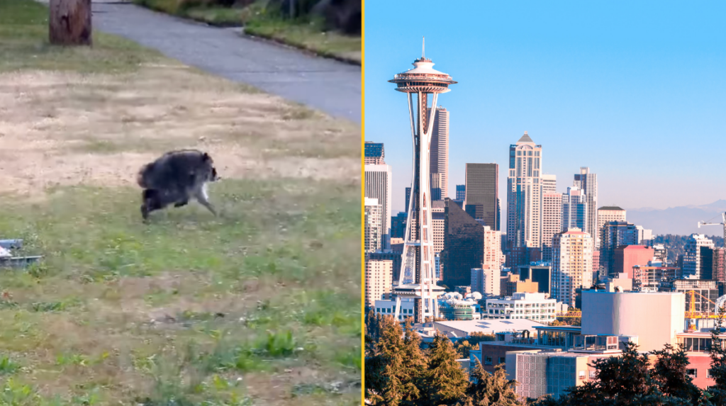 'Mutant' creature named Jimothy leaves US city baffled
